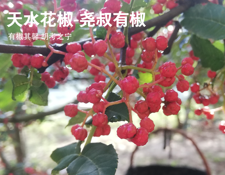 甘谷花椒-尧叔有椒-八角袋1斤装